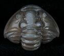 Enrolled Flexicalymene Trilobite From Ohio #10868-1